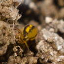 Image of Globular springtail