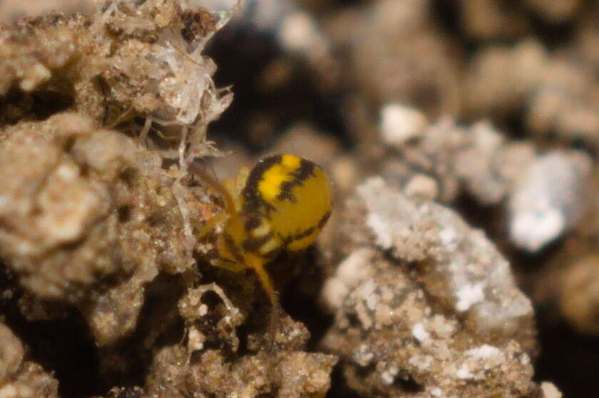 Image of Globular springtail