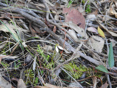 Imagem de Eriochilus cucullatus (Labill.) Rchb. fil.