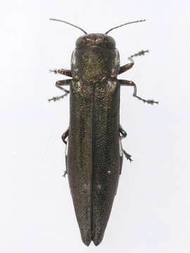 Image of Agrilus quadriguttatus Gory 1841