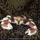 Image of dotted anemone crab