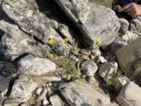 Imagem de Linaria salzmannii Boiss.