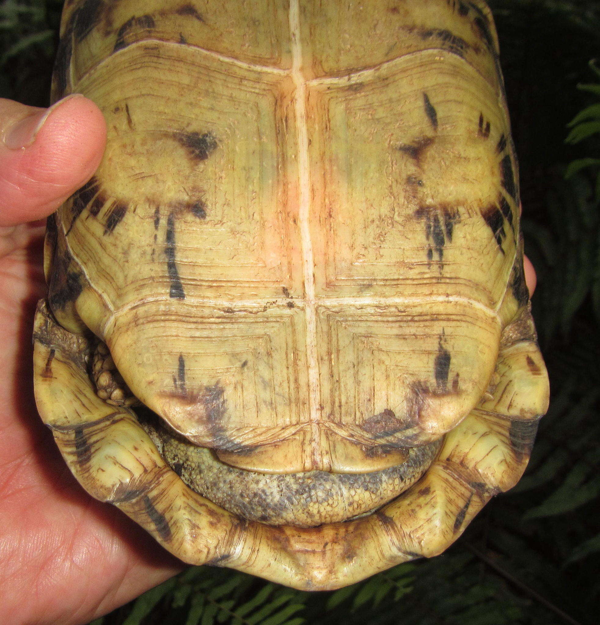 Image of Southeastern hinge-back tortoise