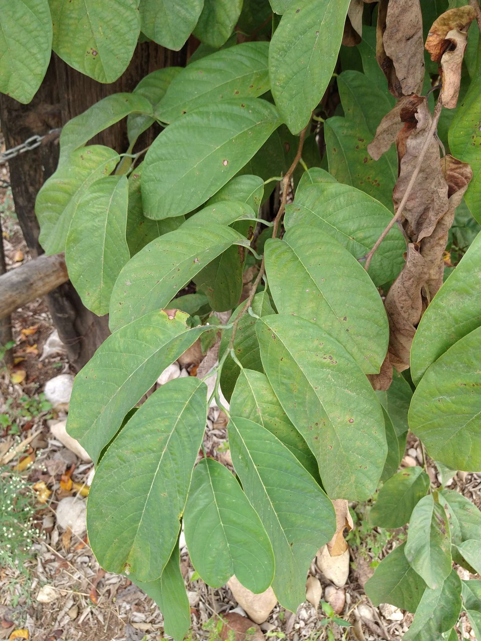 Sivun Annona macroprophyllata Donn. Sm. kuva