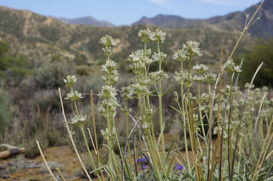 Image of pine green gentian