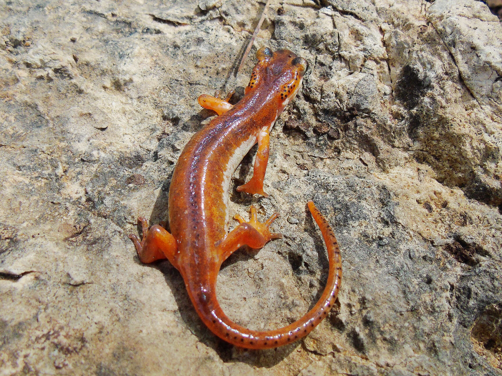 Image of Bay Lycian Salamander