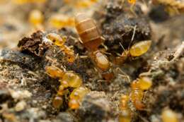 Image of Little yellow ant