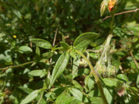 Image of Helianthemum nummularium subsp. obscurum (Celak.) J. Holub