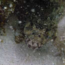 Image of Largemouth blenny