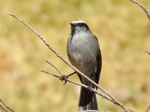 Ochthoeca leucophrys (d'Orbigny & Lafresnaye 1837)的圖片