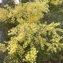 Imagem de Acacia fimbriata A. Cunn. ex G. Don