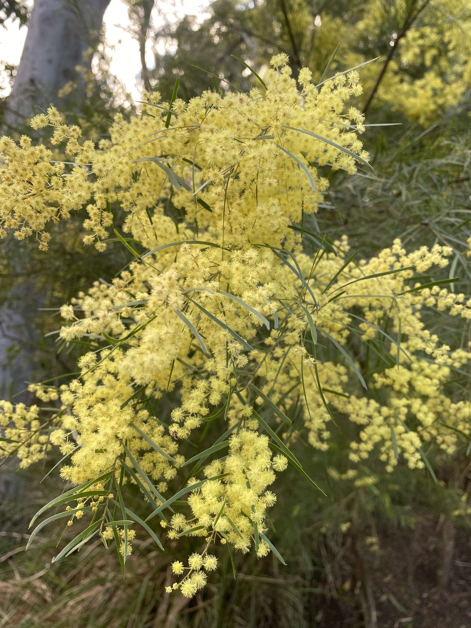 Imagem de Acacia fimbriata A. Cunn. ex G. Don