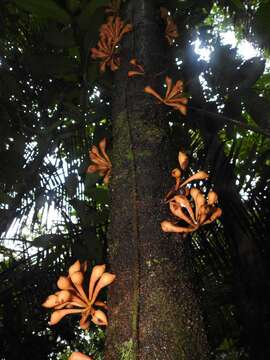 Слика од Anaxagorea dolichocarpa Sprague & Sandwith