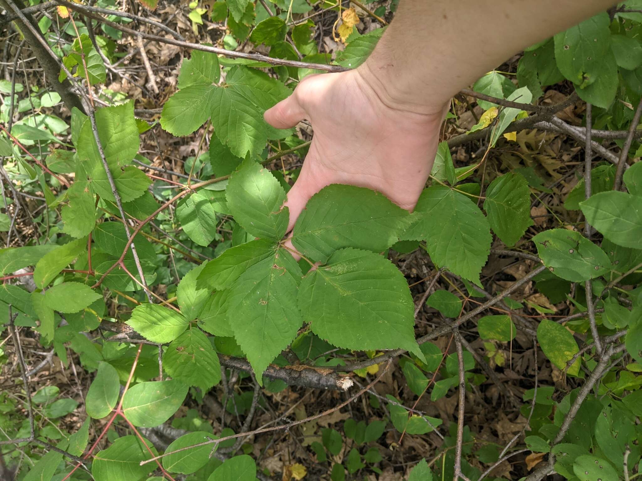 Image of yankee blackberry