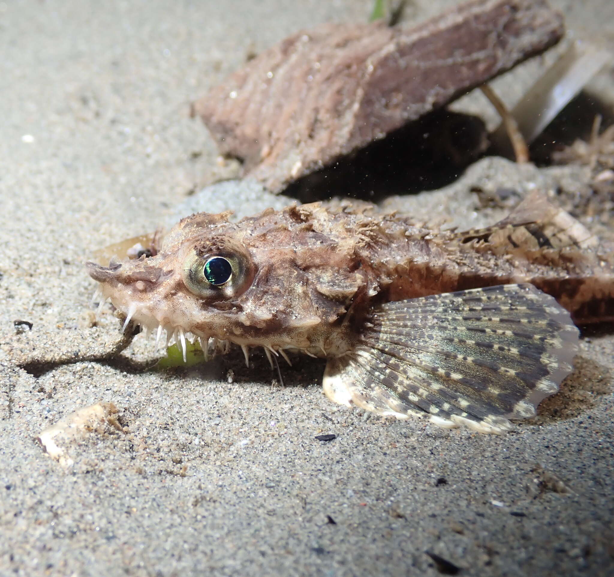 Image of Northern spearnose poacher