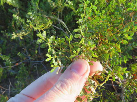 Image of Larrea nitida Cav.