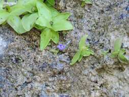 صورة Pinguicula mundi G. Blanca, M. Jamilena, M. Ruiz-Rejan & R. Zamora