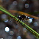 Image of Yellow-veined Widow