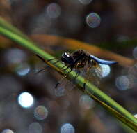 Image de Palpopleura jucunda Rambur 1842