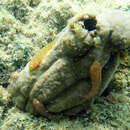 Image of Eastern cleaner-clingfish