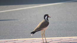 Image of Vanellus indicus aigneri (Laubmann 1913)