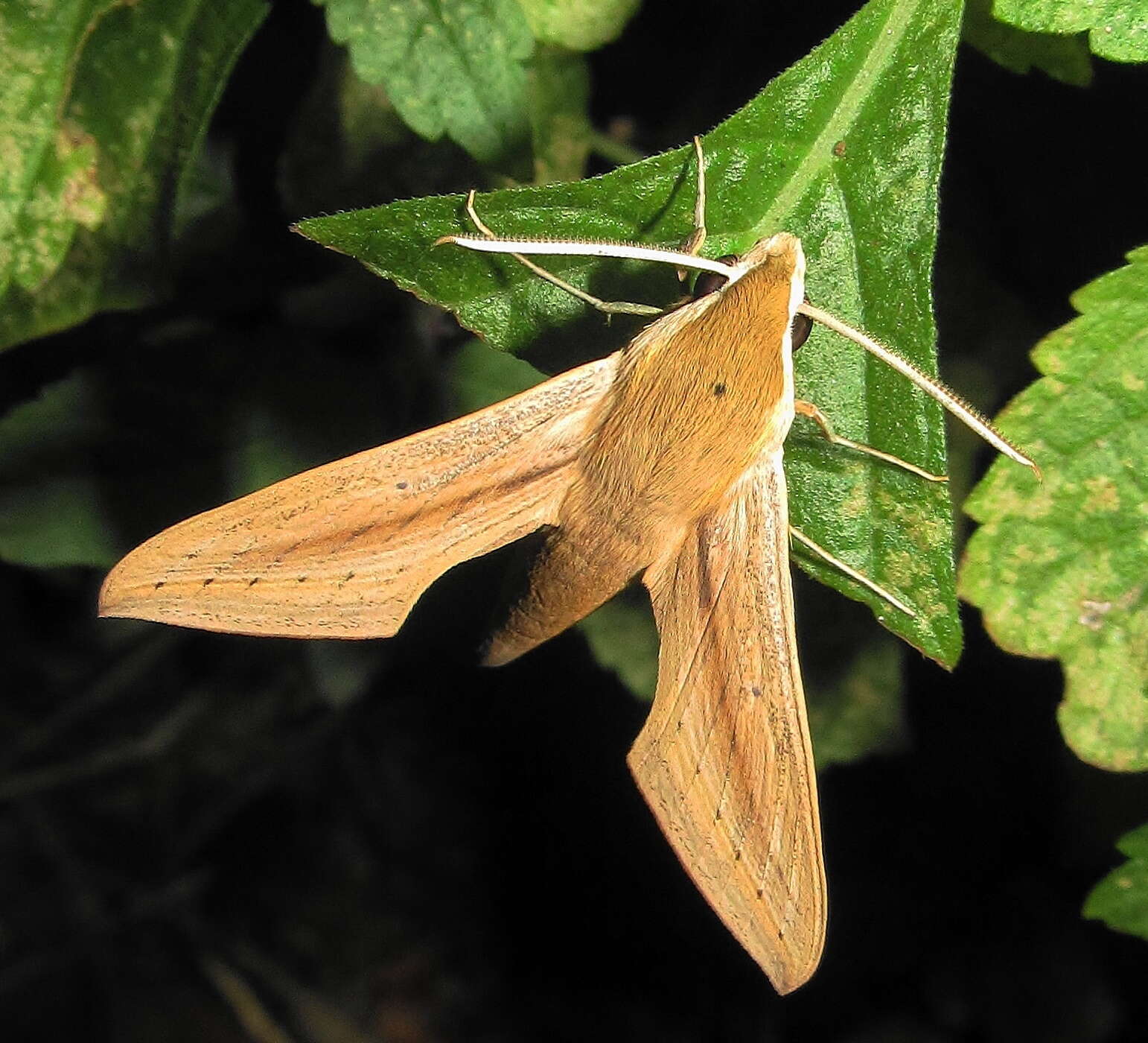 Image of Hippotion balsaminae (Walker 1856)