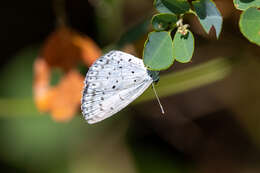 Image of Celastrina argiolus ladonides (De L'Orza 1869)