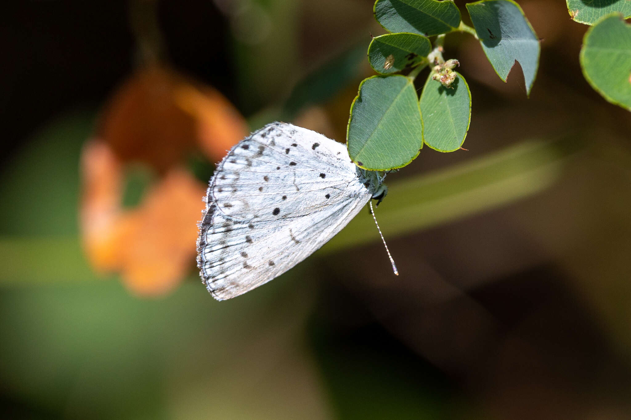 Image of Celastrina argiolus ladonides (De L'Orza 1869)