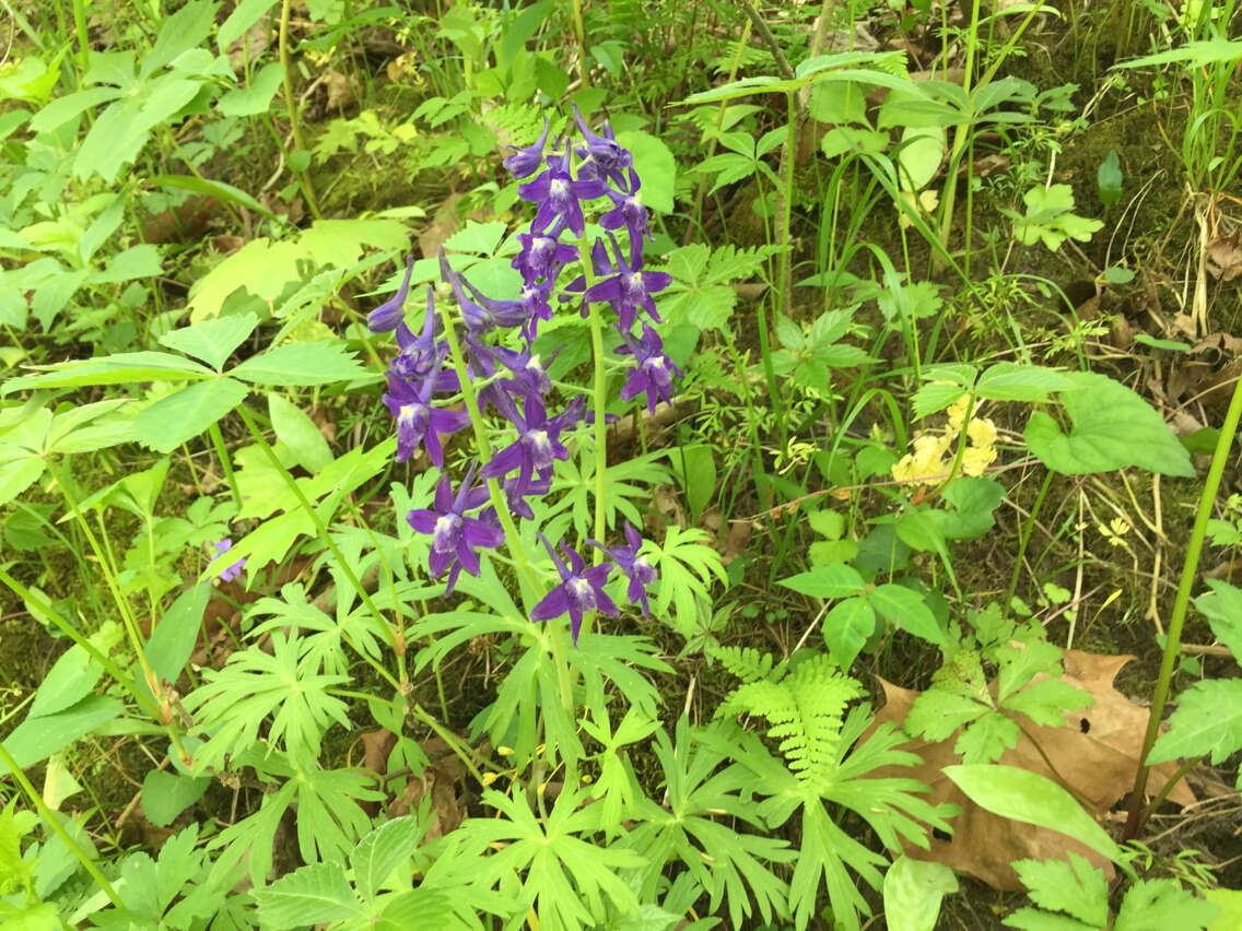 三角翠雀花的圖片