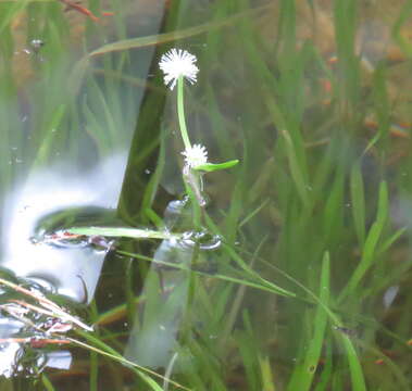 Image de Hérisson d’eau