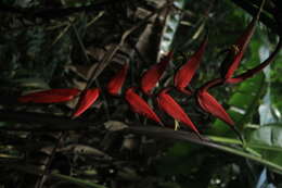 صورة Heliconia huilensis Abalo & G. Morales