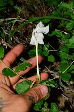 Image of plateau rocktrumpet