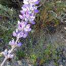 Image de Lupinus excubitus var. medius (Jeps.) Munz