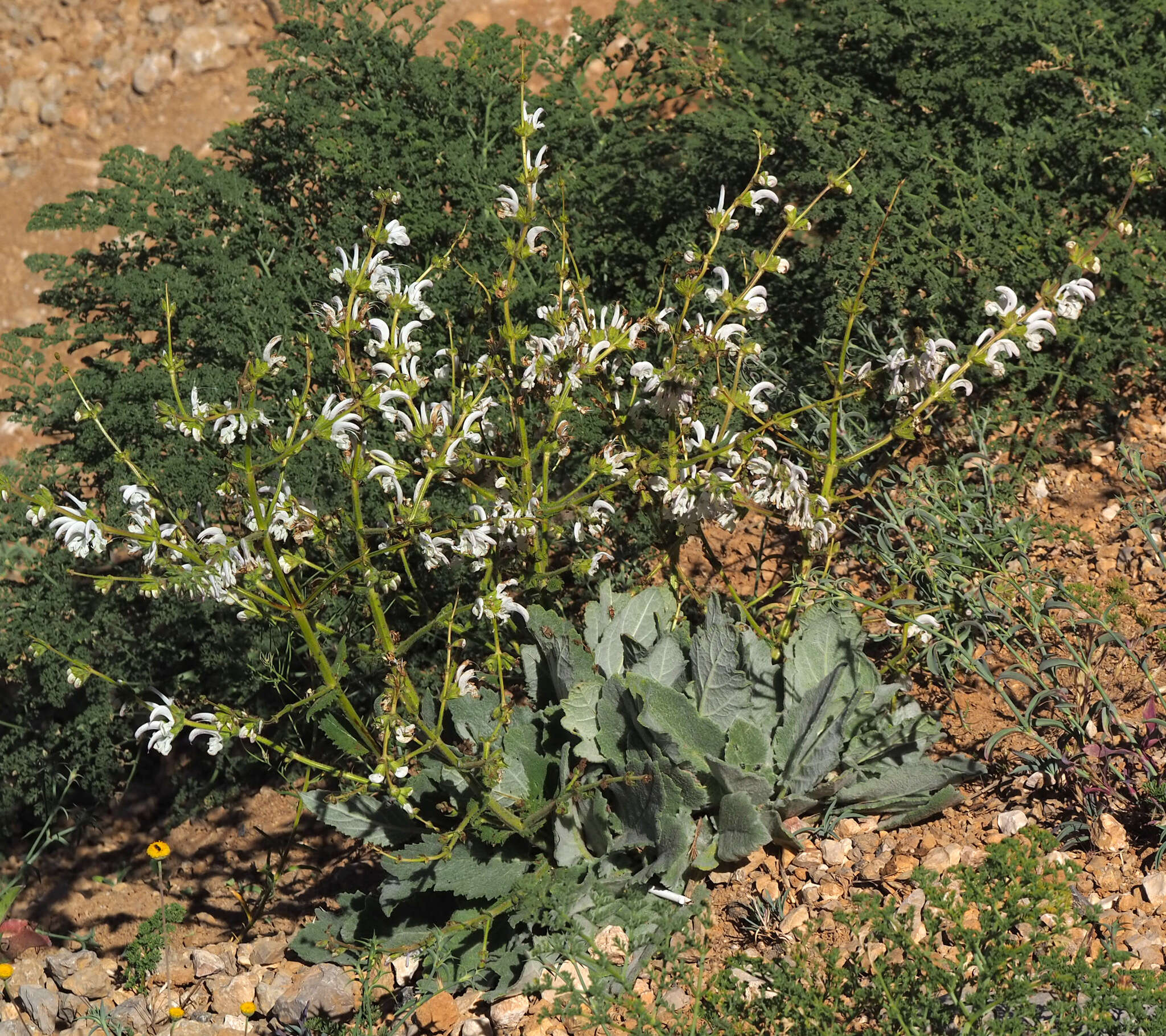 Imagem de Salvia microstegia Boiss. & Balansa