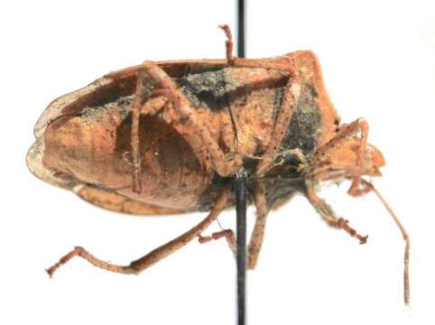 Image of Brown Stink Bug