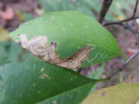 Image of Stigmella slingerlandella (Kearfott 1908) Wilkinson et al. 1979