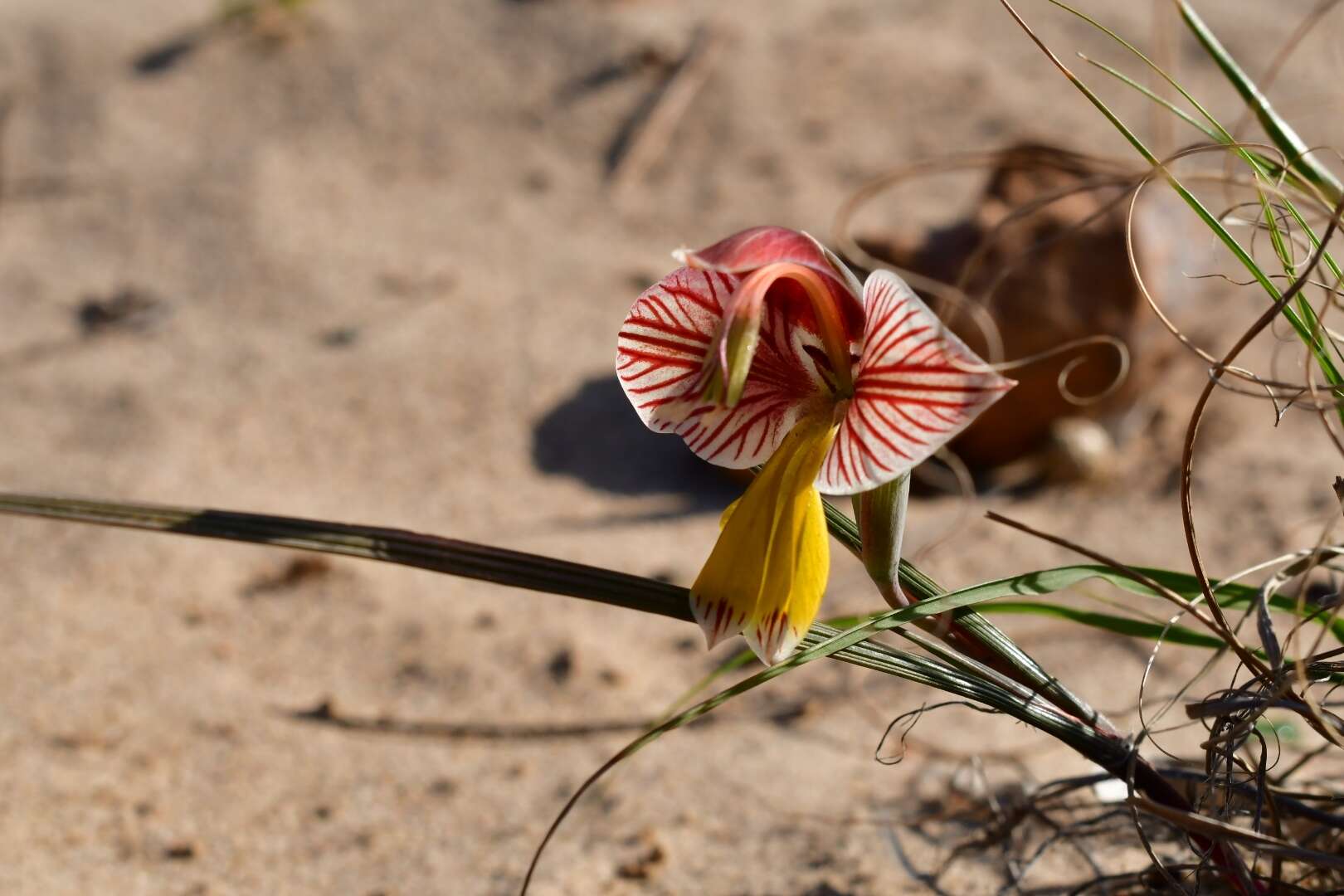 Gladiolus watermeyeri L. Bolus resmi