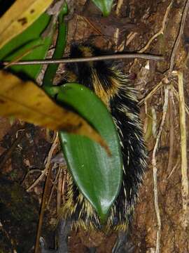 Image of streaked tenrecs