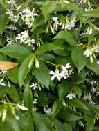 Image of Star-jasmine or Confederate-jasmine