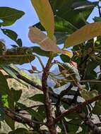 Image of Indian-buttertree