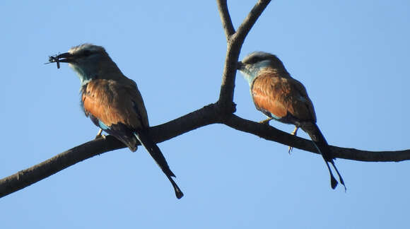 Coracias spatulatus Trimen 1880的圖片