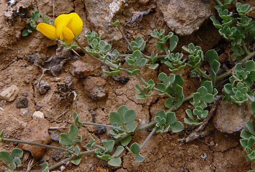 Image de Lotus lancerottensis Webb & Berthel.