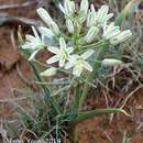 Image of Bushveld chink