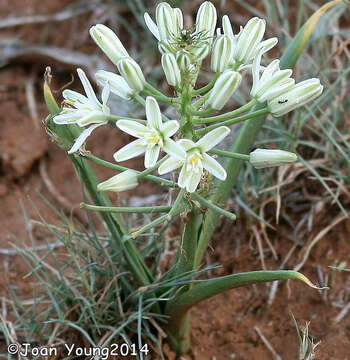 Imagem de Albuca seineri (Engl. & K. Krause) J. C. Manning & Goldblatt