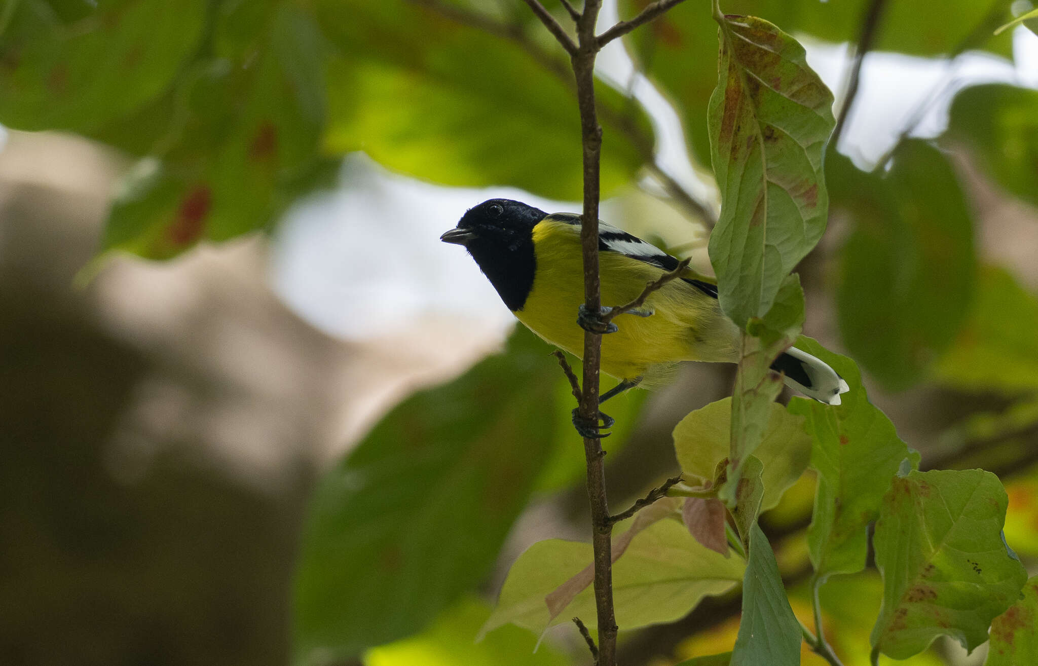 Image of Periparus amabilis