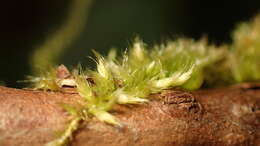 Image of Nuttall's homalothecium moss