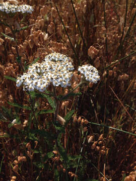 Image of common yarrow