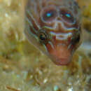 紫色叉鼻喉盤魚的圖片