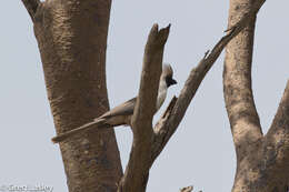 Image of Bare-faced Go-away Bird