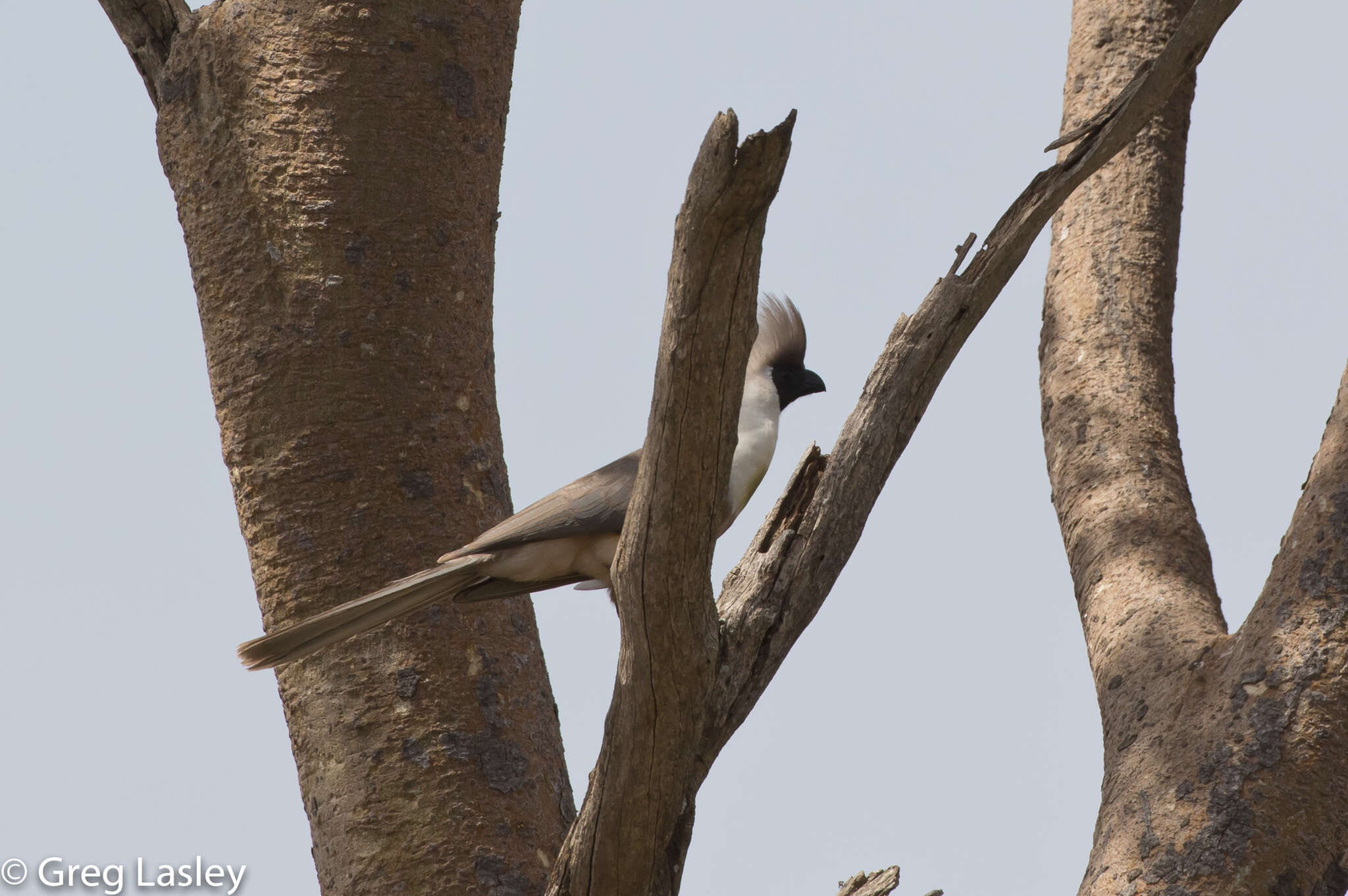 Image of Bare-faced Go-away Bird